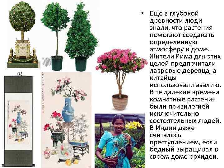  • Еще в глубокой древности люди знали, что растения помогают создавать определенную атмосферу