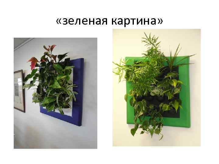  «зеленая картина» 