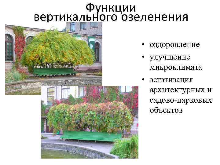 Функции вертикального озеленения • оздоровление • улучшение микроклимата • эстэтизация архитектурных и садово-парковых объектов