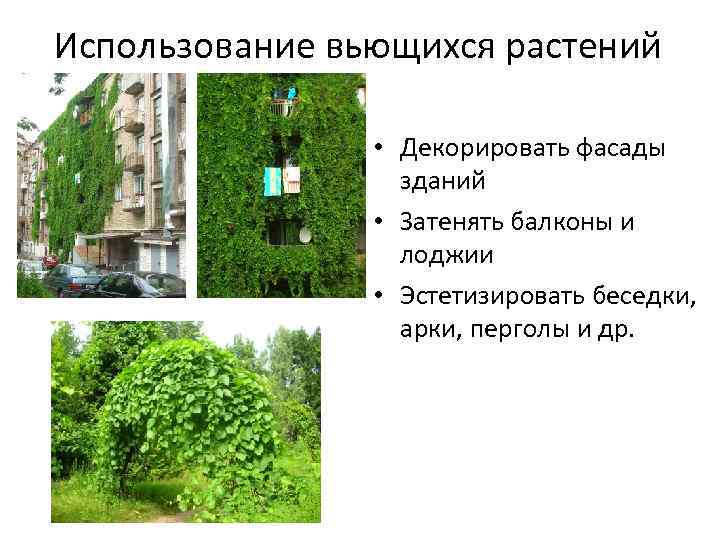 Использование вьющихся растений • Декорировать фасады зданий • Затенять балконы и лоджии • Эстетизировать