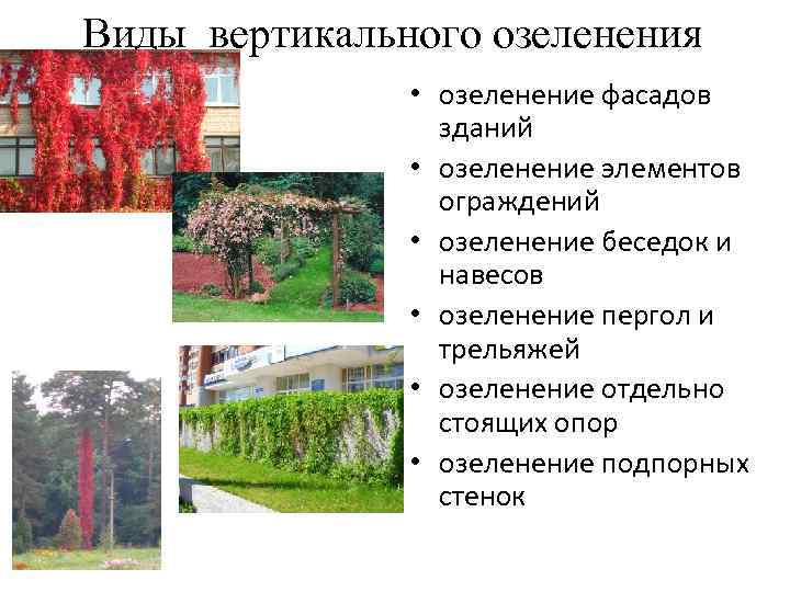 Виды вертикального озеленения • озеленение фасадов зданий • озеленение элементов ограждений • озеленение беседок