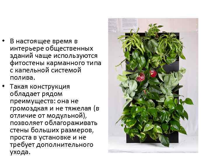  • В настоящее время в интерьере общественных зданий чаще используются фитостены карманного типа