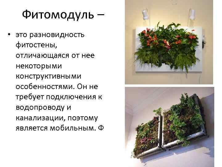 Фитомодуль – • это разновидность фитостены, отличающаяся от нее некоторыми конструктивными особенностями. Он не