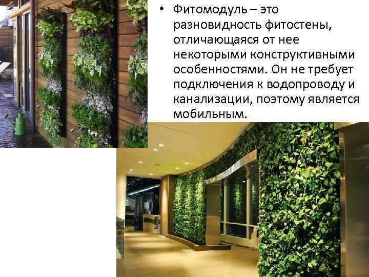  • Фитомодуль – это разновидность фитостены, отличающаяся от нее некоторыми конструктивными особенностями. Он