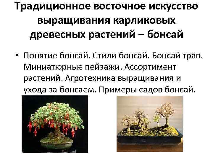 Традиционное восточное искусство выращивания карликовых древесных растений – бонсай • Понятие бонсай. Стили бонсай.