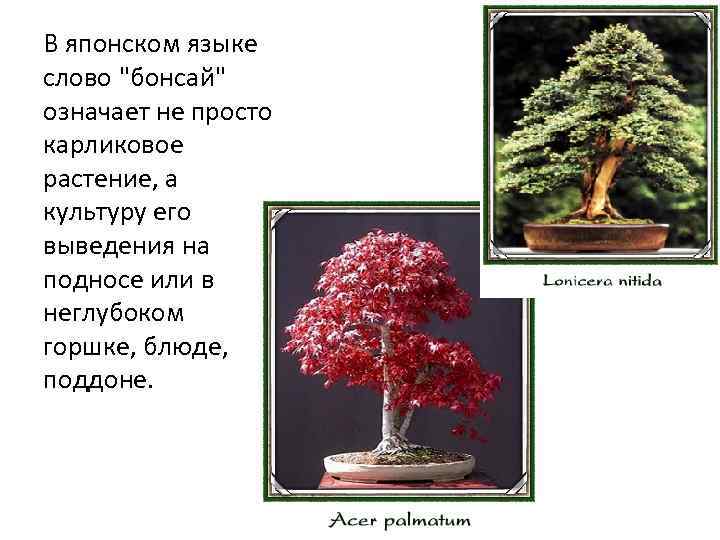 В японском языке слово 