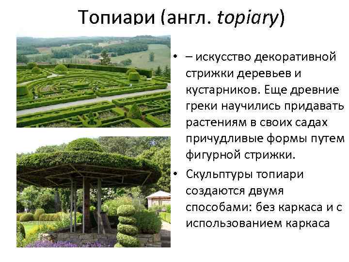 Топиари (англ. topiary) • – искусство декоративной стрижки деревьев и кустарников. Еще древние греки