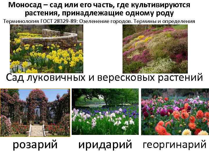 Моносад – сад или его часть, где культивируются растения, принадлежащие одному роду Терминология ГОСТ