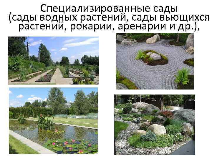 Специализированные сады (сады водных растений, сады вьющихся растений, рокарии, аренарии и др. ), 