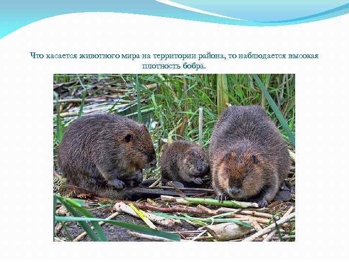 Что касается животного мира на территории района, то наблюдается высокая плотность бобра. 