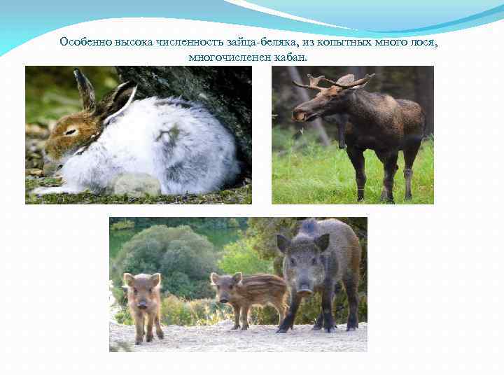 Особенно высока численность зайца-беляка, из копытных много лося, многочисленен кабан. 