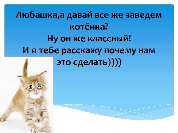 Любашка, а давай все же заведем котёнка? Ну он же классный! И я тебе