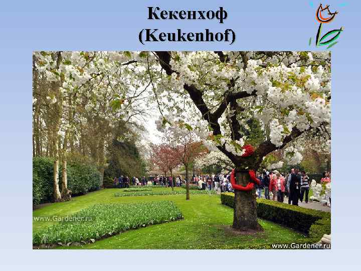 Кекенхоф (Keukenhof) 