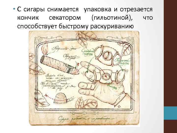  • С сигары снимается упаковка и отрезается кончик секатором (гильотиной), что способствует быстрому