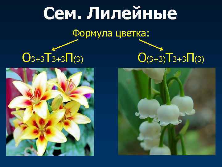 Каково значение растений лилейных в жизни человека