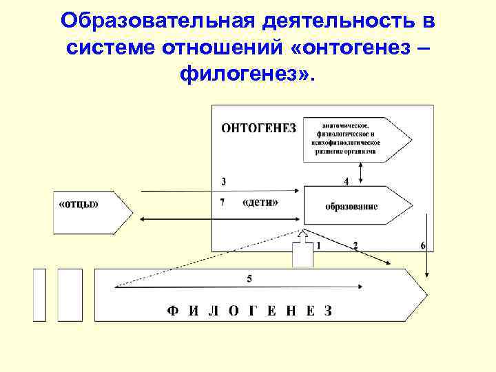 Образовательная деятельность в системе отношений «онтогенез – филогенез» . 