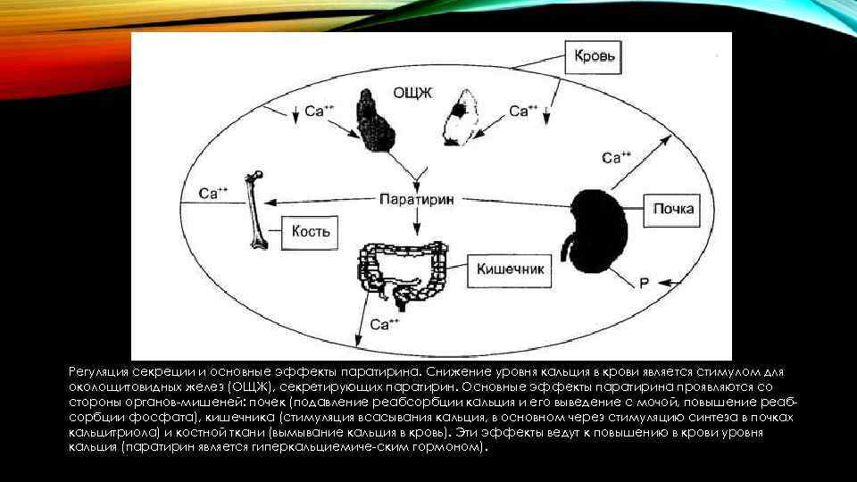 Регуляция секреции и основные эффекты паратирина. Снижение уровня кальция в крови является стимулом для