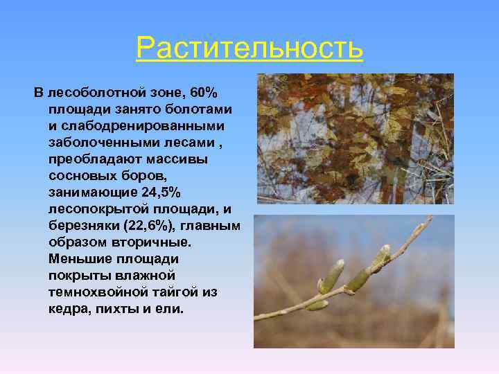 Растительность В лесоболотной зоне, 60% площади занято болотами и слабодренированными заболоченными лесами , преобладают