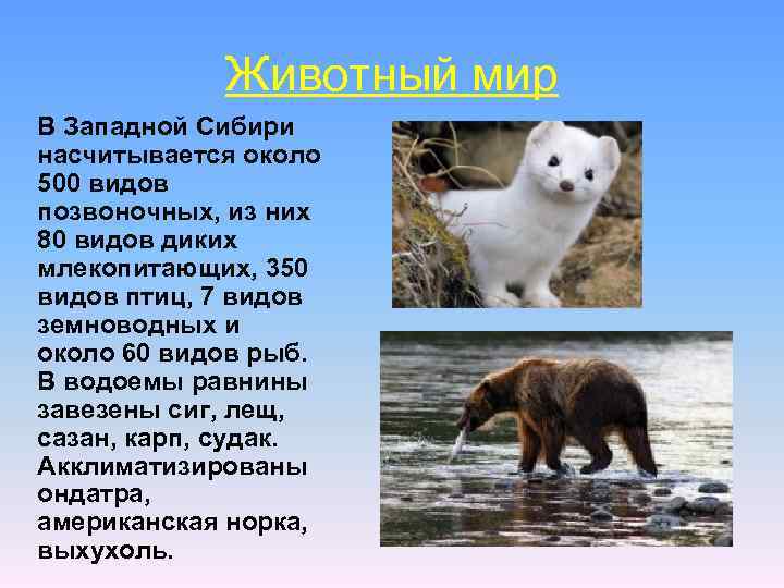 Животный мир В Западной Сибири насчитывается около 500 видов позвоночных, из них 80 видов