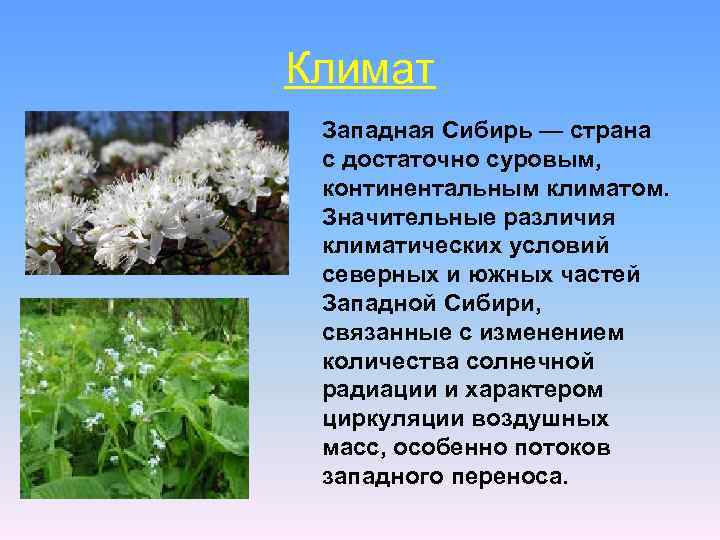 Климат Западная Сибирь — страна с достаточно суровым, континентальным климатом. Значительные различия климатических условий