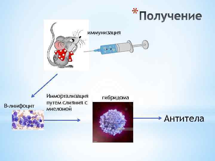 * иммунизация B-лимфоцит Иммортализация путем слияния с миеломой гибридома Антитела 