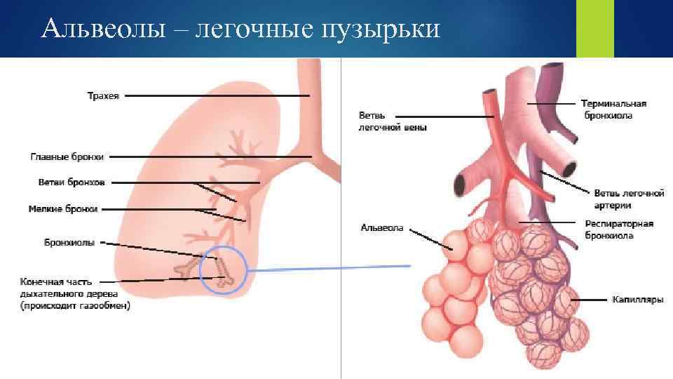 Альвеолы – легочные пузырьки 