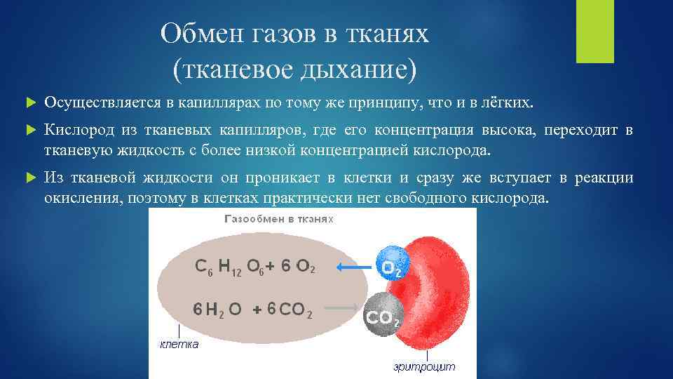 Обмен газов в тканях (тканевое дыхание) Осуществляется в капиллярах по тому же принципу, что