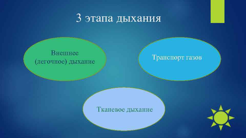 3 этапа дыхания Внешнее (легочное) дыхание Транспорт газов Тканевое дыхание 