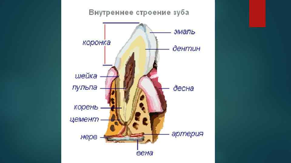 Внутреннее строение материалов. Пищеварительная система строение зуба. Внутреннее строение зуба анатомия. Схема наружнее внутреннее строение зуба. Строение зуба анатомия 8-.