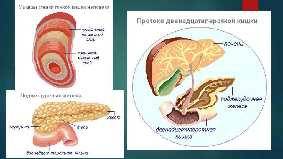 Мышцы кишечника. Мышцы кишечника человека. Мышечный слой тонкой кишки.