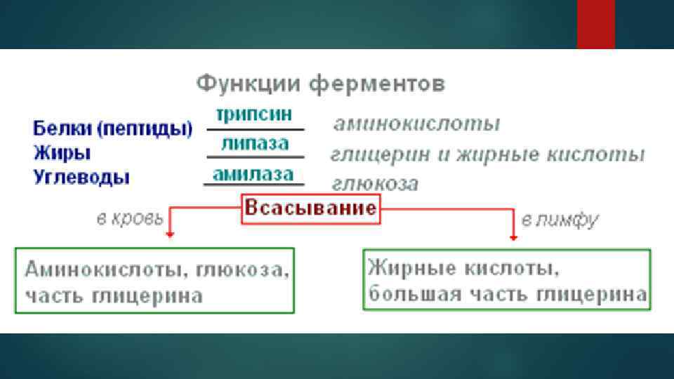 Процесс ферментов. Функции ферментов. Белки ферменты функции. Ферментативная функция. Амилаза функция.