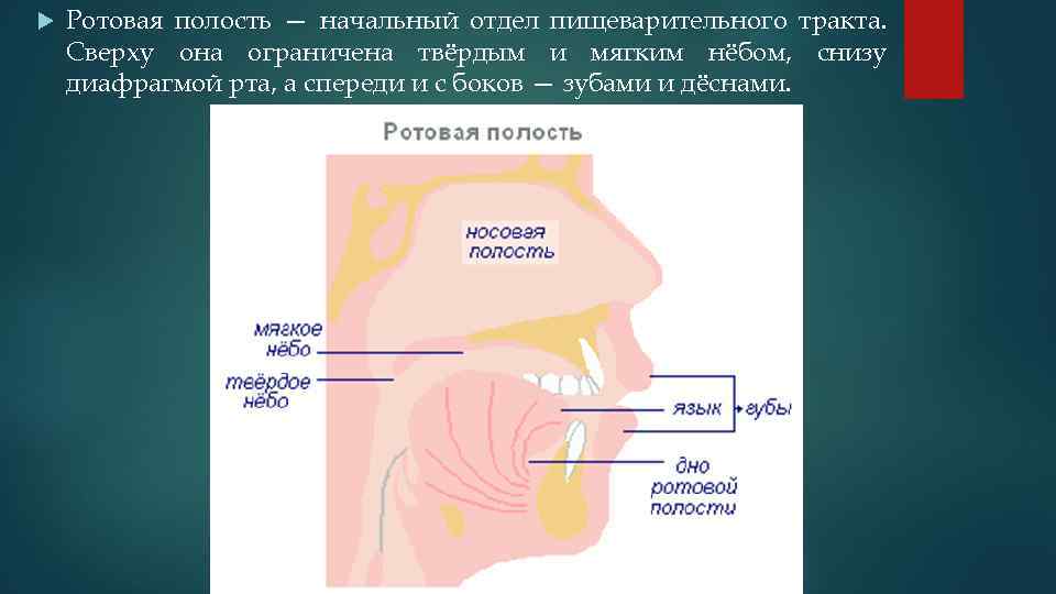 Границы полости рта. Строение пищеварение в ротовой полости. Пищеварительный тракт ротовая полость. Схема пищеварения в ротовой полости.
