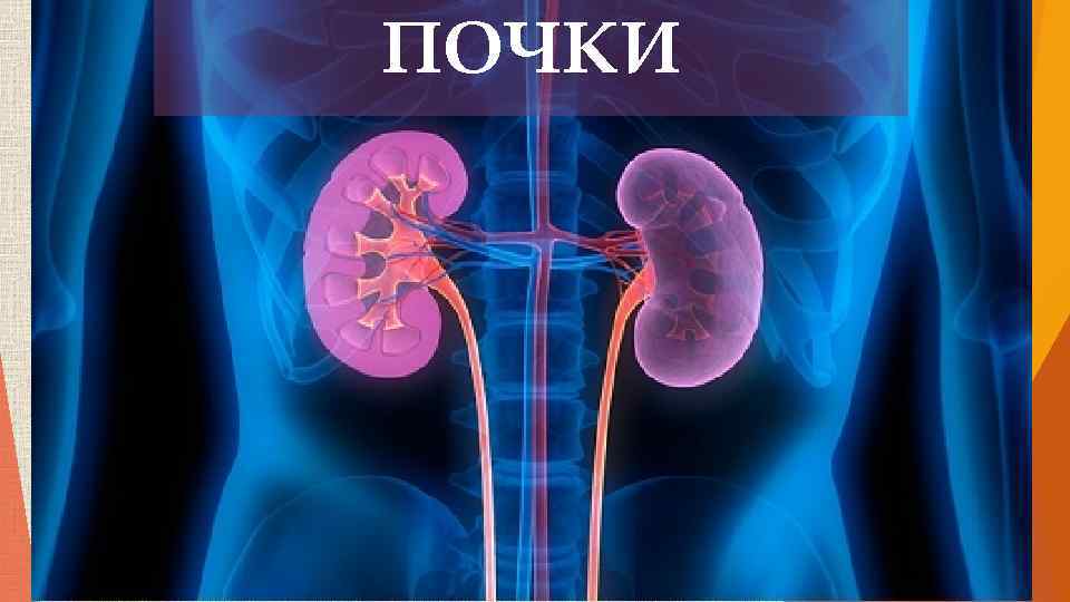 ПОЧКИ 