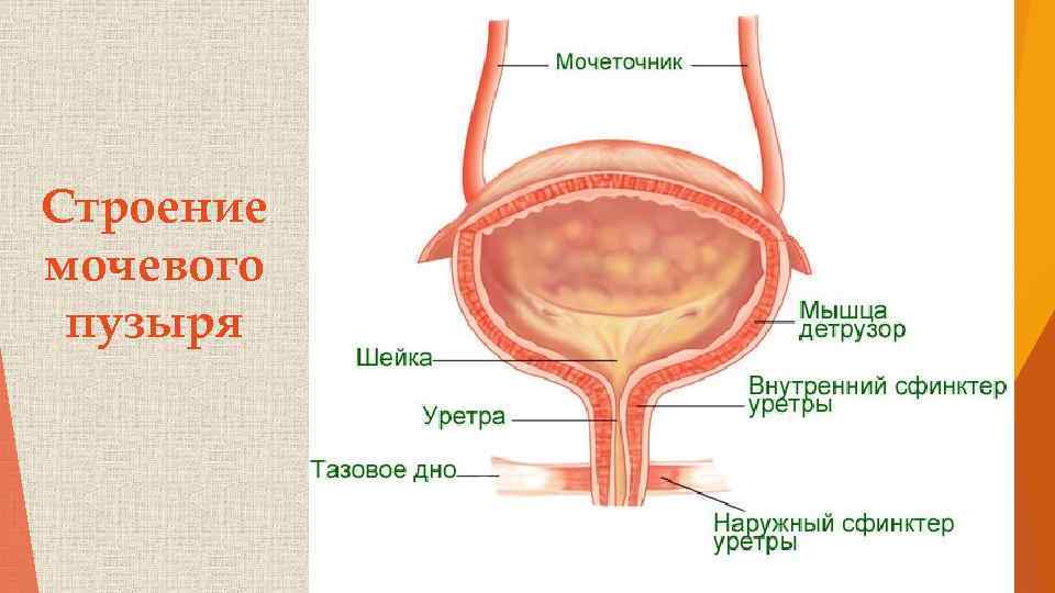 Строение мочевого пузыря 