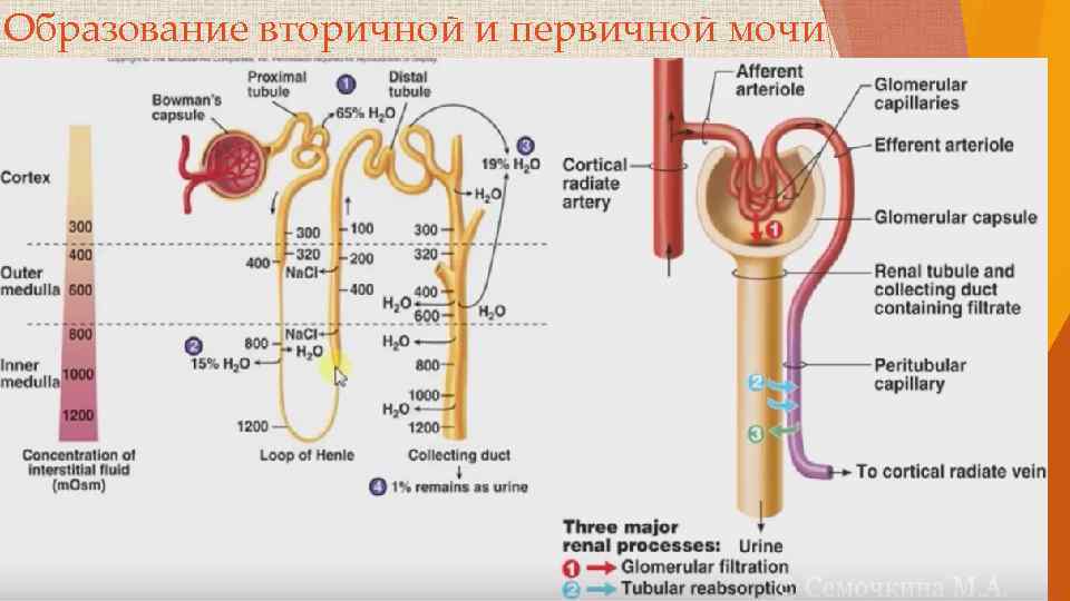 Образование вторичной и первичной мочи 
