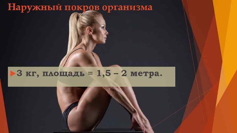 Наружный покров организма 3 кг, площадь = 1, 5 – 2 метра. 