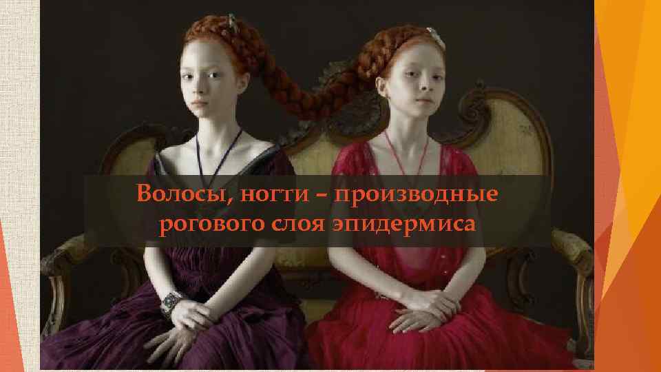 Волосы, ногти – производные рогового слоя эпидермиса 