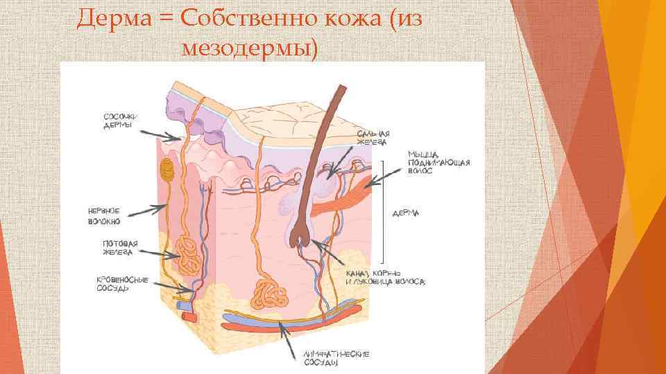 Дерма = Собственно кожа (из мезодермы) 