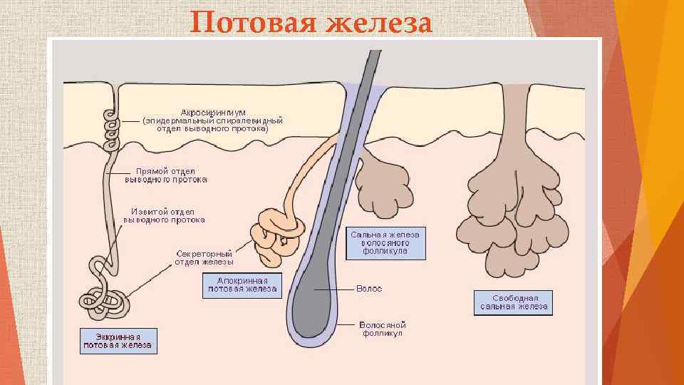 Потовая железа 