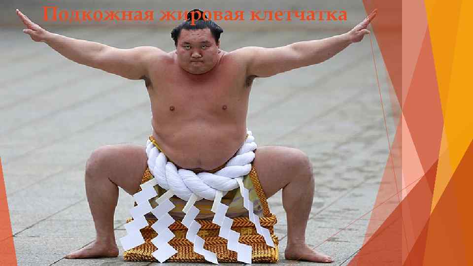 Подкожная жировая клетчатка 