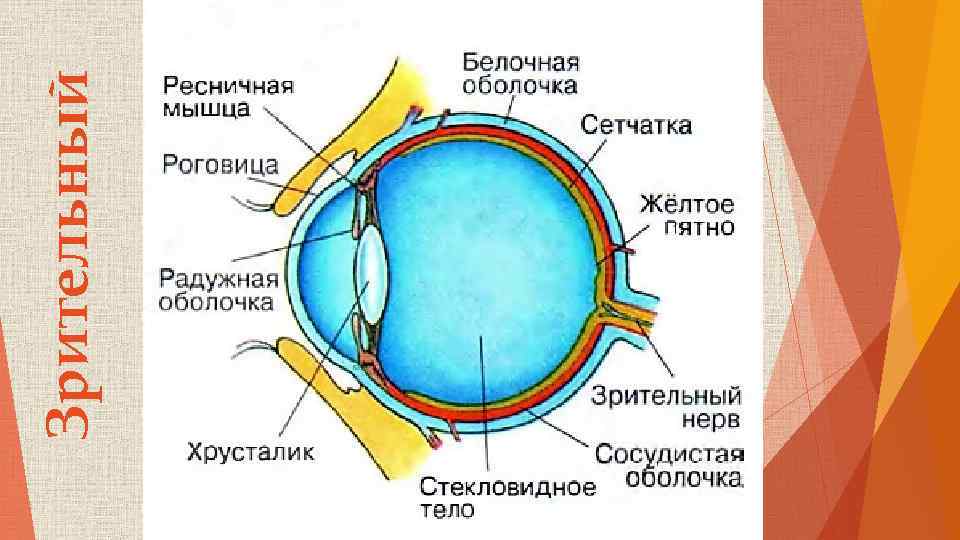 Зрительный 