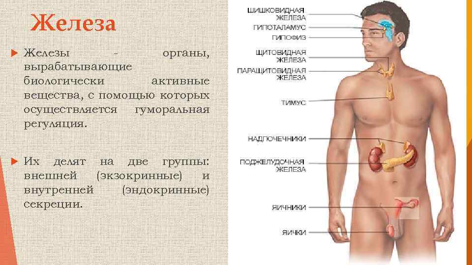 Железа Железы органы, вырабатывающие биологически активные вещества, с помощью которых осуществляется гуморальная регуляция. Их