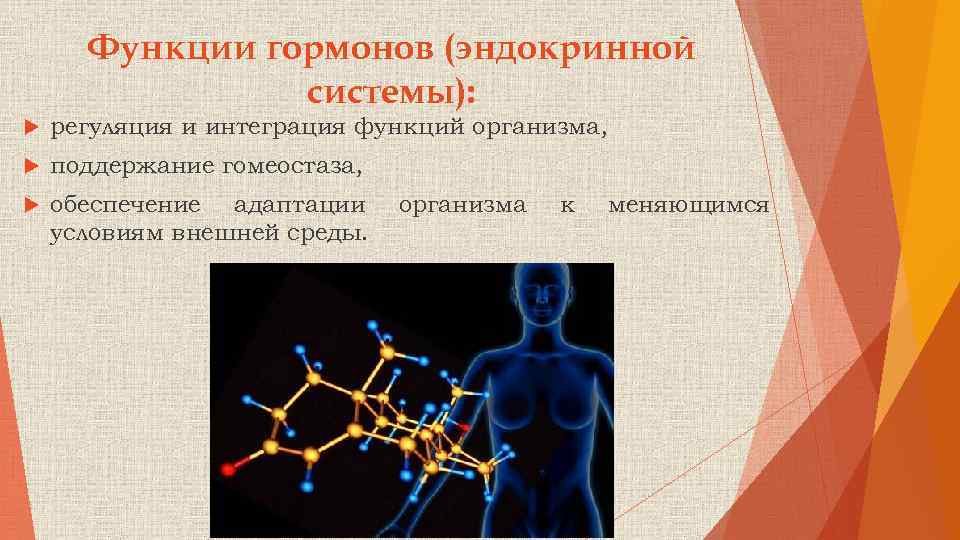 Функции гормонов (эндокринной системы): регуляция и интеграция функций организма, поддержание гомеостаза, обеспечение адаптации условиям