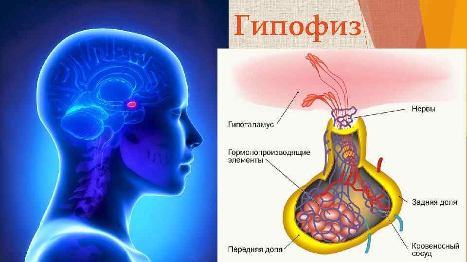 Гипофиз 