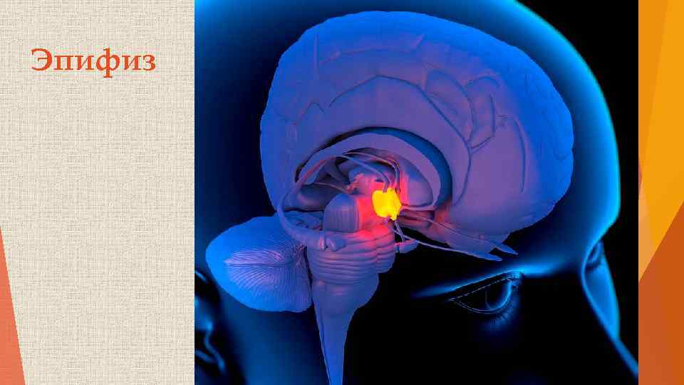 Эпифиз 