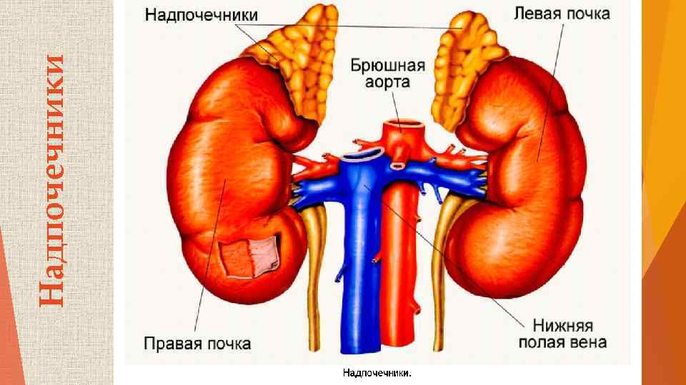 Надпочечники 