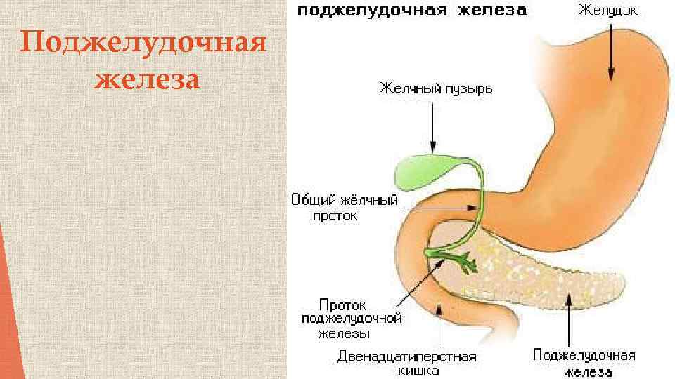 Поджелудочная железа 