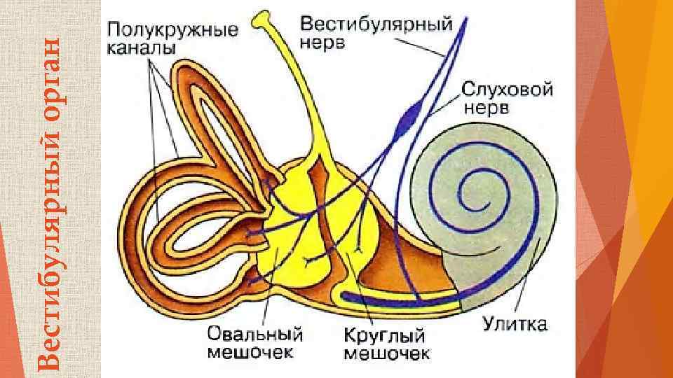 Вестибулярный орган 