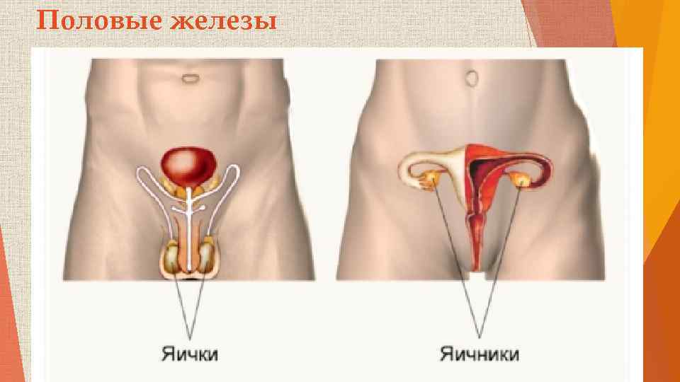 Половые железы 