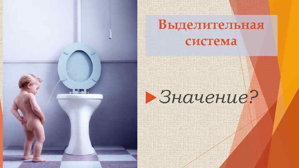 Выделительная система Значение? 